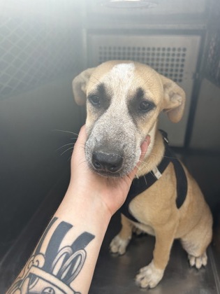 Shelter Stray Female Dog last seen E Terrel Ave, Central District,, 355 Hillshire Dr, Haslet, TX 76052, USA