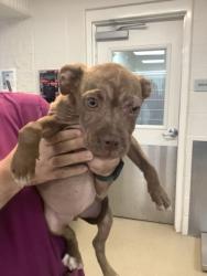Shelter Stray Female Dog last seen Near SW LOOP 820, South District, TX, 355 Hillshire Dr, Haslet, TX 76052, USA