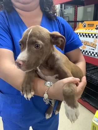 Shelter Stray Female Dog last seen Near SW LOOP 820, South District, TX, 355 Hillshire Dr, Haslet, TX 76052, USA