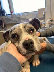 Shelter Stray Male Dog last seen W Barrett St and 3rd Ave W, Seattle, WA, 2061 15th Ave W, Seattle, WA 98119, USA
