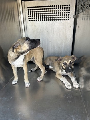 Shelter Stray Female Dog last seen Near Block Of Colonial, FOREST HILL, TX, 3961 Bluebell Dr, Everman, TX 76140, USA