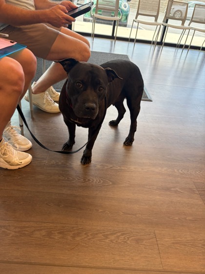 Shelter Stray Female Dog last seen Near Northside Dr. NW, Atlanta, GA, 1251 Fulton Industrial Blvd NW, Atlanta, GA 30336, USA