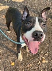 Shelter Stray Male Dog last seen Near Lawrenceville Hwy Decatur, GA 30033, 30033, GA, 3280 Chamblee Dunwoody Rd, Chamblee, GA 30341, USA
