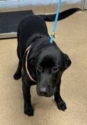 Shelter Stray Male Dog last seen Sawgrass Cir, 30038, GA, 3280 Chamblee Dunwoody Rd, Chamblee, GA 30341, USA