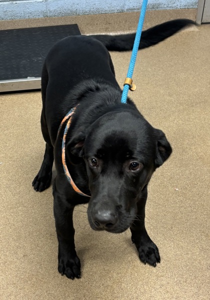 Shelter Stray Male Dog last seen Sawgrass Cir, 30038, GA, 3280 Chamblee Dunwoody Rd, Chamblee, GA 30341, USA
