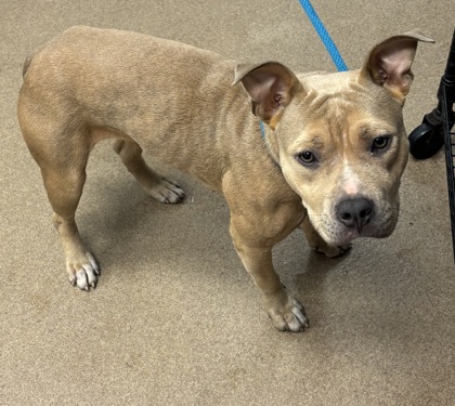 Shelter Stray Female Dog last seen Near Phillips Rd, 30058, GA, 3280 Chamblee Dunwoody Rd, Chamblee, GA 30341, USA