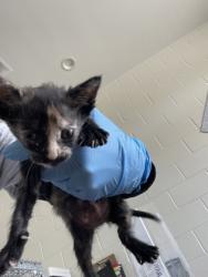 Shelter Stray Female Cat last seen Near LA-327, 70820, LA, 2550 Gourrier Ave, Baton Rouge, LA 70820, USA