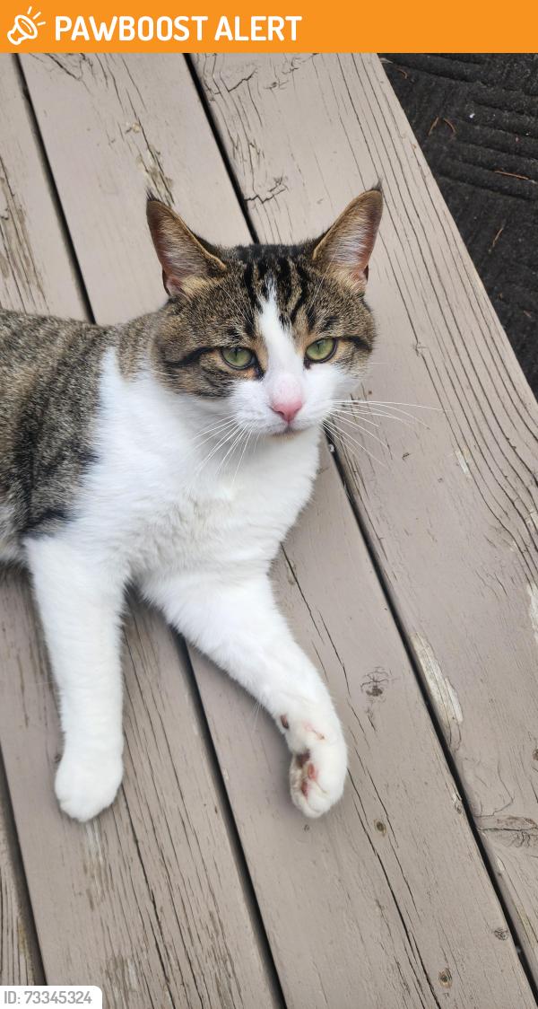 Found/Stray Male Cat last seen Derry & 10th line, Mississauga, Mississauga, ON L5N 7L7