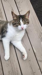 Found/Stray Male Cat last seen Derry & 10th line, Mississauga, Mississauga, ON L5N 7L7