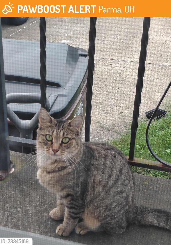 Found/Stray Unknown Cat last seen Virginia Avenue east of Ridge Road, Parma, OH 44129
