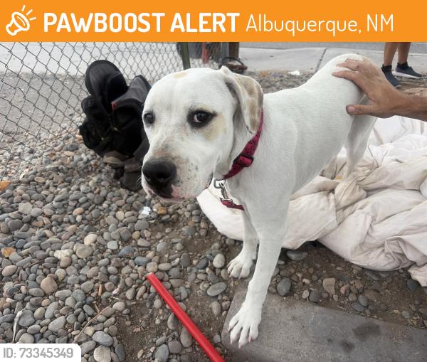 Found/Stray Male Dog last seen Carlisle and Indian school, Albuquerque, NM 87106