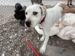 Found/Stray Male Dog last seen Carlisle and Indian school, Albuquerque, NM 87106