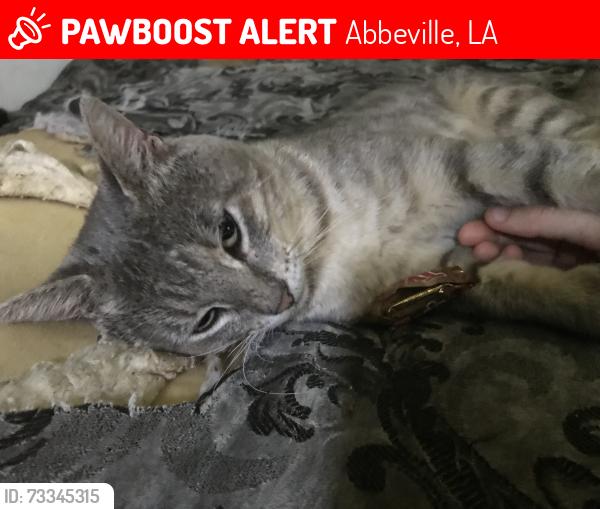 Lost Male Cat last seen Maude Avenue, Berthier Street, Abbeville, LA 70510