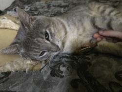 Lost Male Cat last seen Maude Avenue, Berthier Street, Abbeville, LA 70510