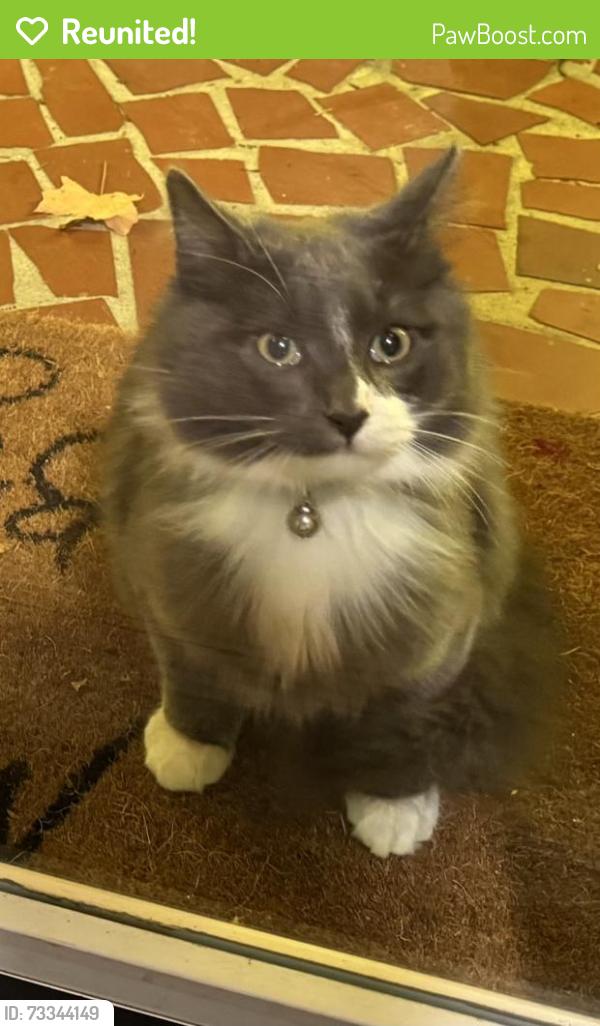 Reunited Male Cat last seen N. Hawthorne Rd. Near RJR high school, Winston-Salem, NC 27104