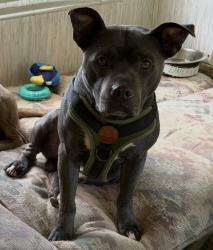 Lost Male Dog last seen Cedar street Berkeley, Berkeley, CA 94709