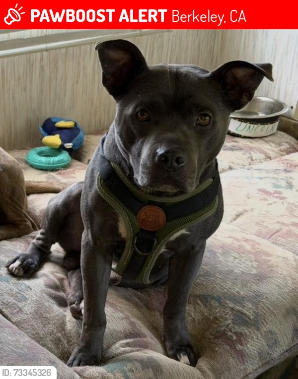 Lost Male Dog last seen Cedar street Berkeley, Berkeley, CA 94709