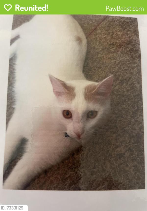 Reunited Male Cat last seen Solar Drive and Milkway, Dover, PA 17315