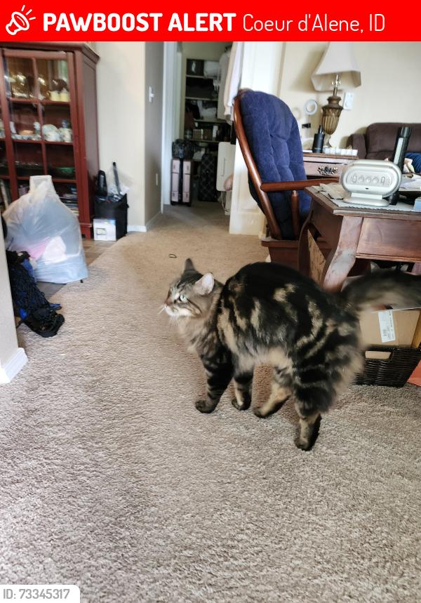 Lost Female Cat last seen Heartland Dr, Coeur d'Alene, ID 83814