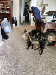 Lost Female Cat last seen Heartland Dr, Coeur d'Alene, ID 83814