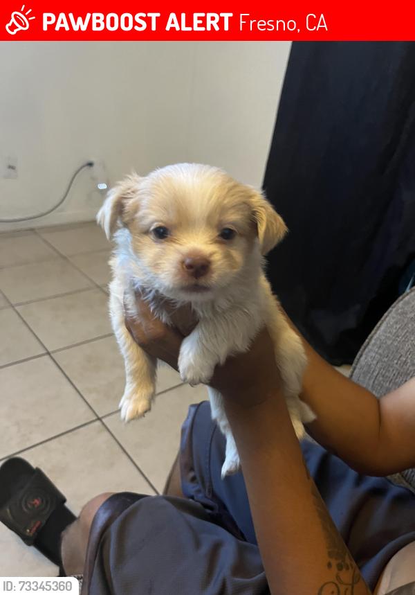 Lost Male Dog last seen Shaw and polk, Fresno, CA 93722