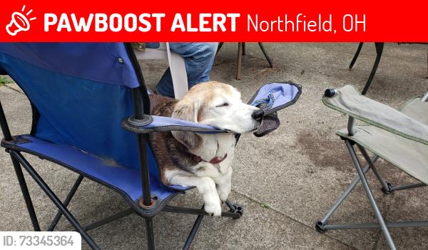 Lost Female Dog last seen Sagamore and Walton, Northfield, OH 44067
