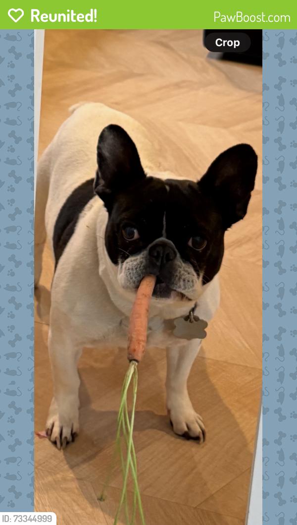 Reunited Female Dog last seen Piping Rock Rd, Glen Head, NY 11545