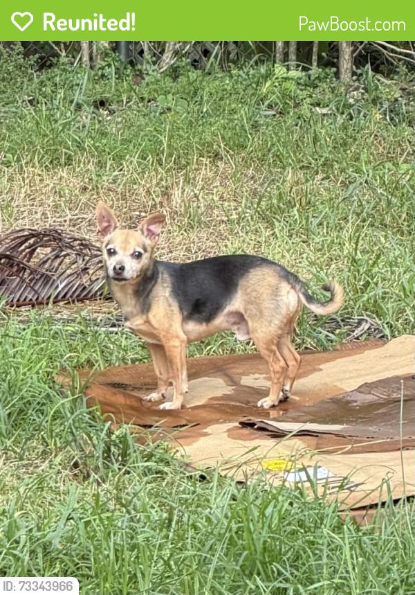 Reunited Male Dog last seen Killian High, Miami, FL 33176