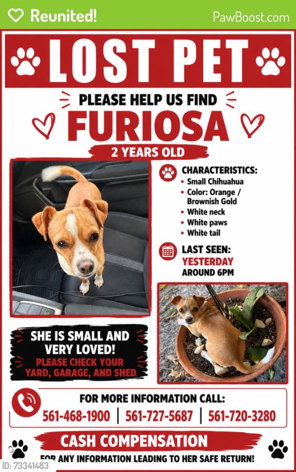 Reunited Female Dog last seen Nearest gateway st & seacrest blvd, Boynton Beach, FL 33435