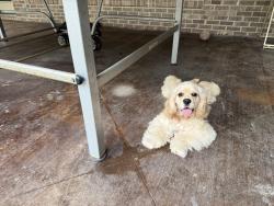 Reunited Female Dog last seen Near sollie road, Mobile, AL 36695