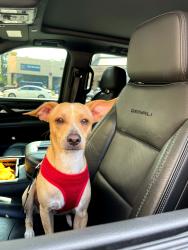 Lost Male Dog last seen Round Rock Service Center, Round Rock, TX 78664