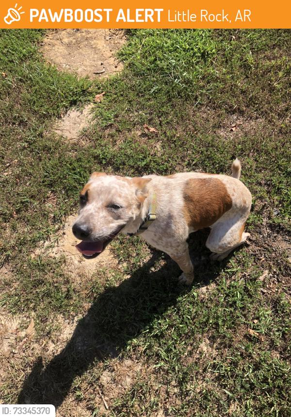 Found/Stray Female Dog last seen Fiser rd., Little Rock, AR 72206