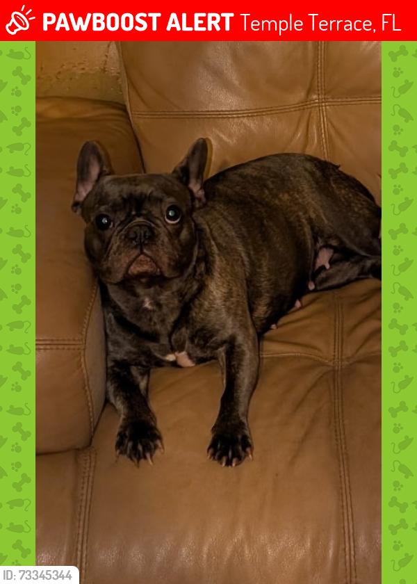 Lost Female Dog last seen Busch and 56th, Temple Terrace, FL 33617