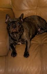 Lost Female Dog last seen Busch and 56th, Temple Terrace, FL 33617