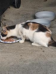 Found/Stray Unknown Cat last seen Jefferson ave, Utica, NY 13501
