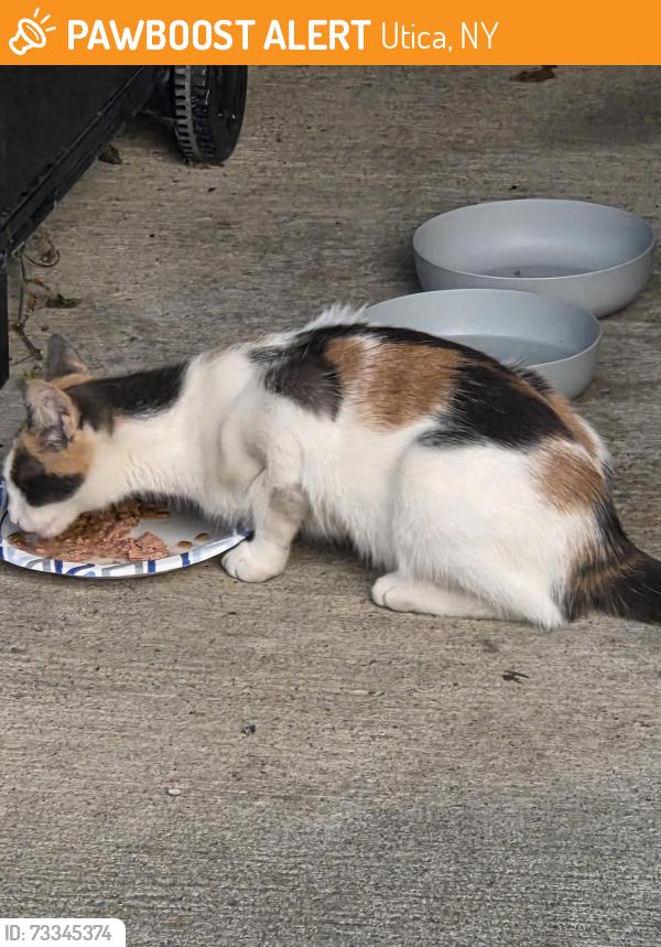 Found/Stray Unknown Cat last seen Jefferson ave, Utica, NY 13501