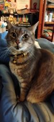 Reunited Male Cat last seen Banyan park, Carrum Downs, VIC 3201