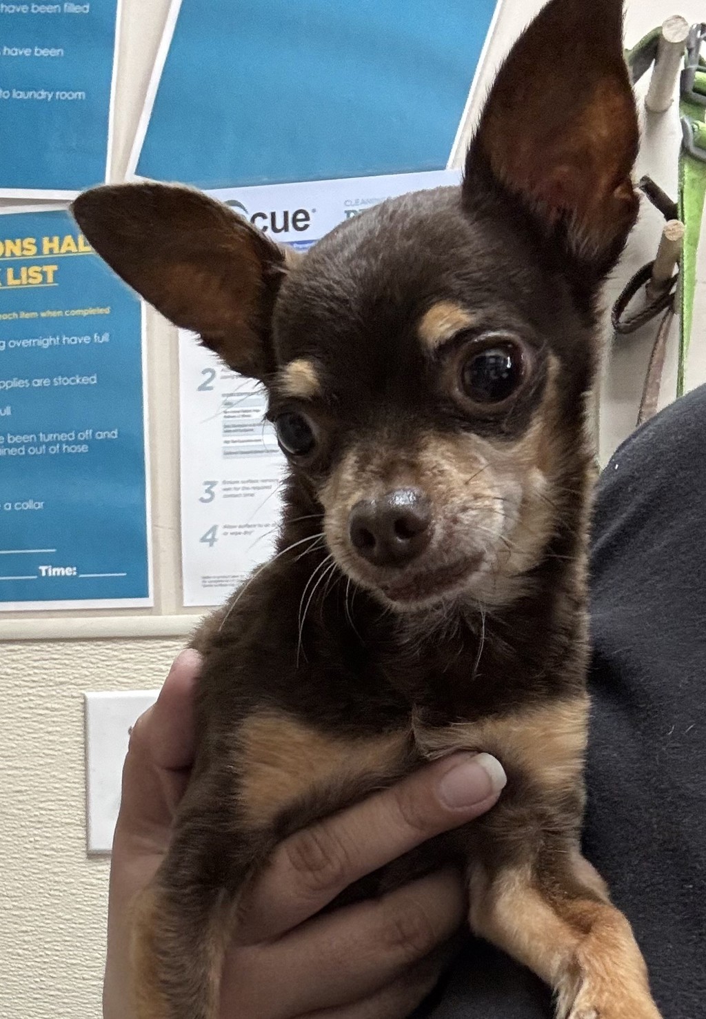 Shelter Stray Male Dog last seen Near 37th Street, San Diego, CA, 92116, 5500 Gaines St, San Diego, CA 92110, USA