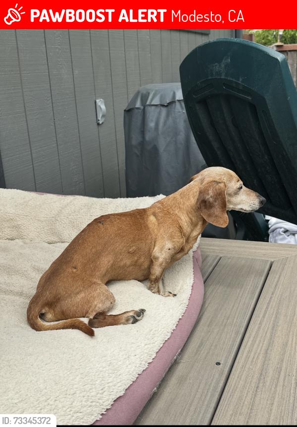 Lost Male Dog last seen Last seen near Brighton apmts, Modesto, CA 95355