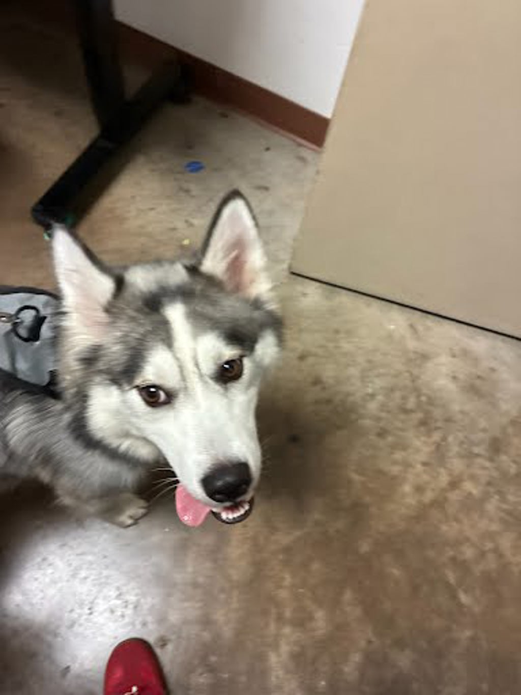 Shelter Stray Female Dog last seen Near Shoal Creek Boulevard, AUSTIN, TX, 78757, 7201 Levander Loop bldg a, Austin, TX 78702, USA