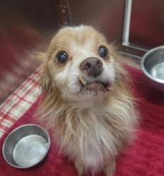 Shelter Stray Male Dog last seen Near Carlton Place, Santee, CA, 92071, El Cajon, CA 92020, USA