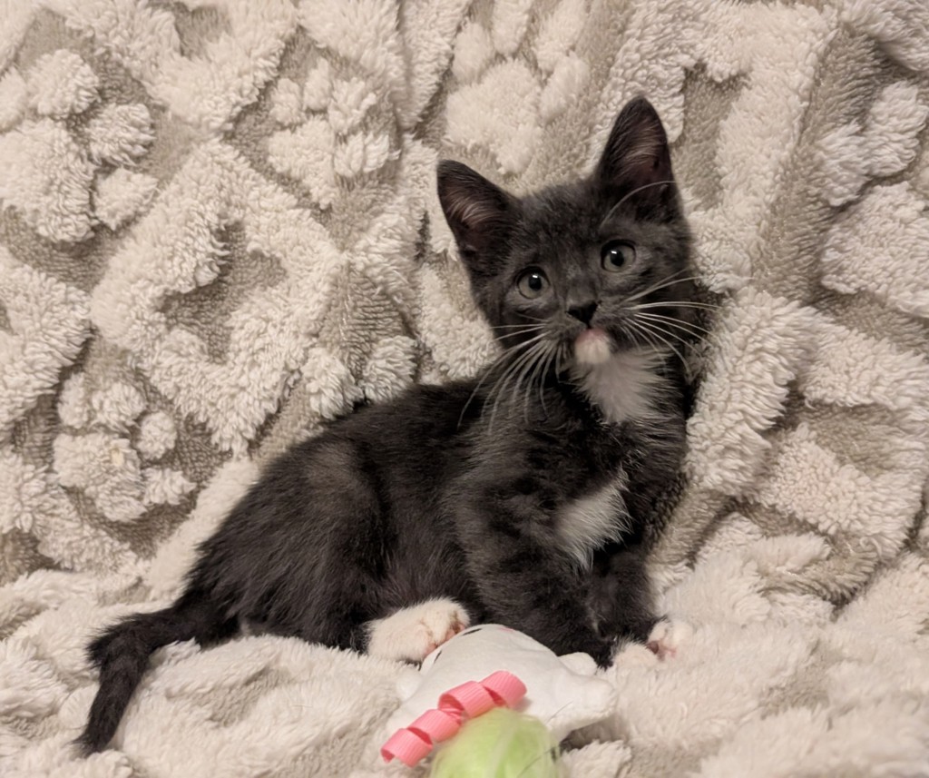Shelter Stray Male Cat last seen Near W Mission Road, San Marcos, CA, 92069, Escondido, CA 92027, USA