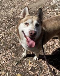 Shelter Stray Male Dog last seen Near Surfbird Lane, Imperial Beach, CA, 91932, 5500 Gaines St, San Diego, CA 92110, USA