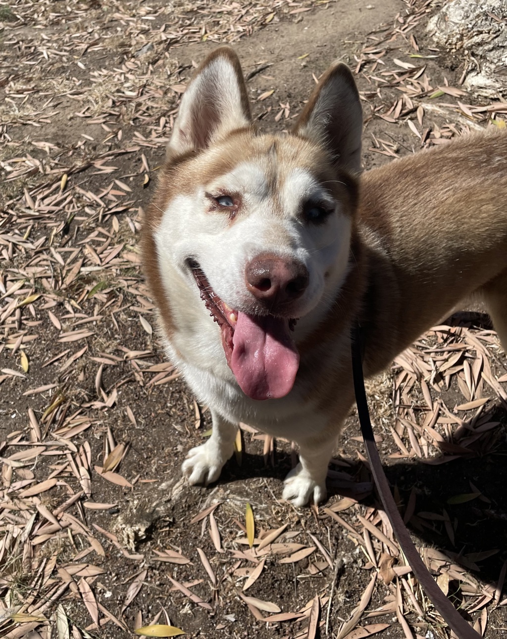 Shelter Stray Male Dog last seen Near Surfbird Lane, Imperial Beach, CA, 91932, 5500 Gaines St, San Diego, CA 92110, USA