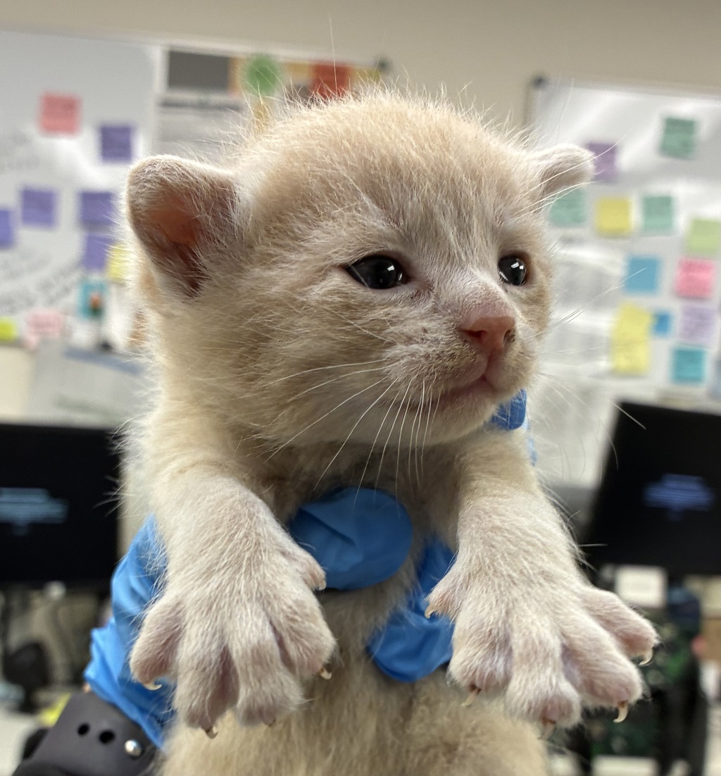 Shelter Stray Male Cat last seen 102nd / Stark, PORTLAND, OR, 97216, 1700 W Historic Columbia River Hwy, Troutdale, OR 97060, USA