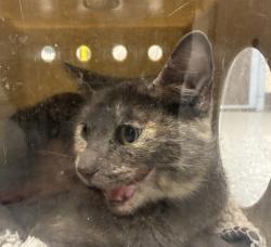 Shelter Stray Female Cat last seen 102nd / Stark St, PORTLAND, OR, 97216, 1700 W Historic Columbia River Hwy, Troutdale, OR 97060, USA