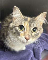Shelter Stray Female Cat last seen Glenwood Road SW, Port Orchard, WA, 98367, 9167 Dickey Rd NW, Silverdale, WA 98383, USA