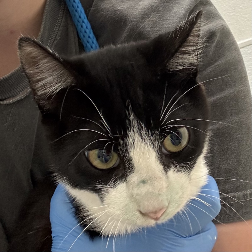 Shelter Stray Male Cat last seen Fir Wood Heights Lane, BELFAIR, WA, 98528, 9167 Dickey Rd NW, Silverdale, WA 98383, USA