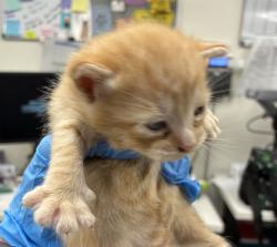Shelter Stray Female Cat last seen 102nd / Stark, PORTLAND, OR, 97216, 1700 W Historic Columbia River Hwy, Troutdale, OR 97060, USA