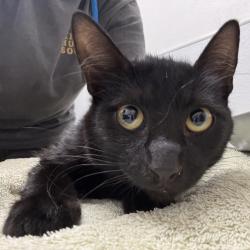 Shelter Stray Female Cat last seen Fir Wood Heights Lane, BELFAIR, WA, 98528, 9167 Dickey Rd NW, Silverdale, WA 98383, USA